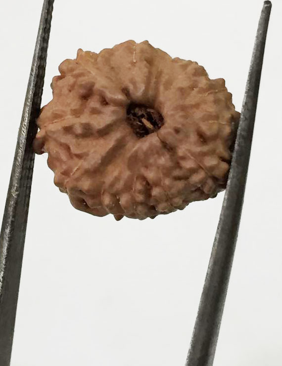 11 Mukhi Indonesia Certified Rudraksha size - 14.50mm